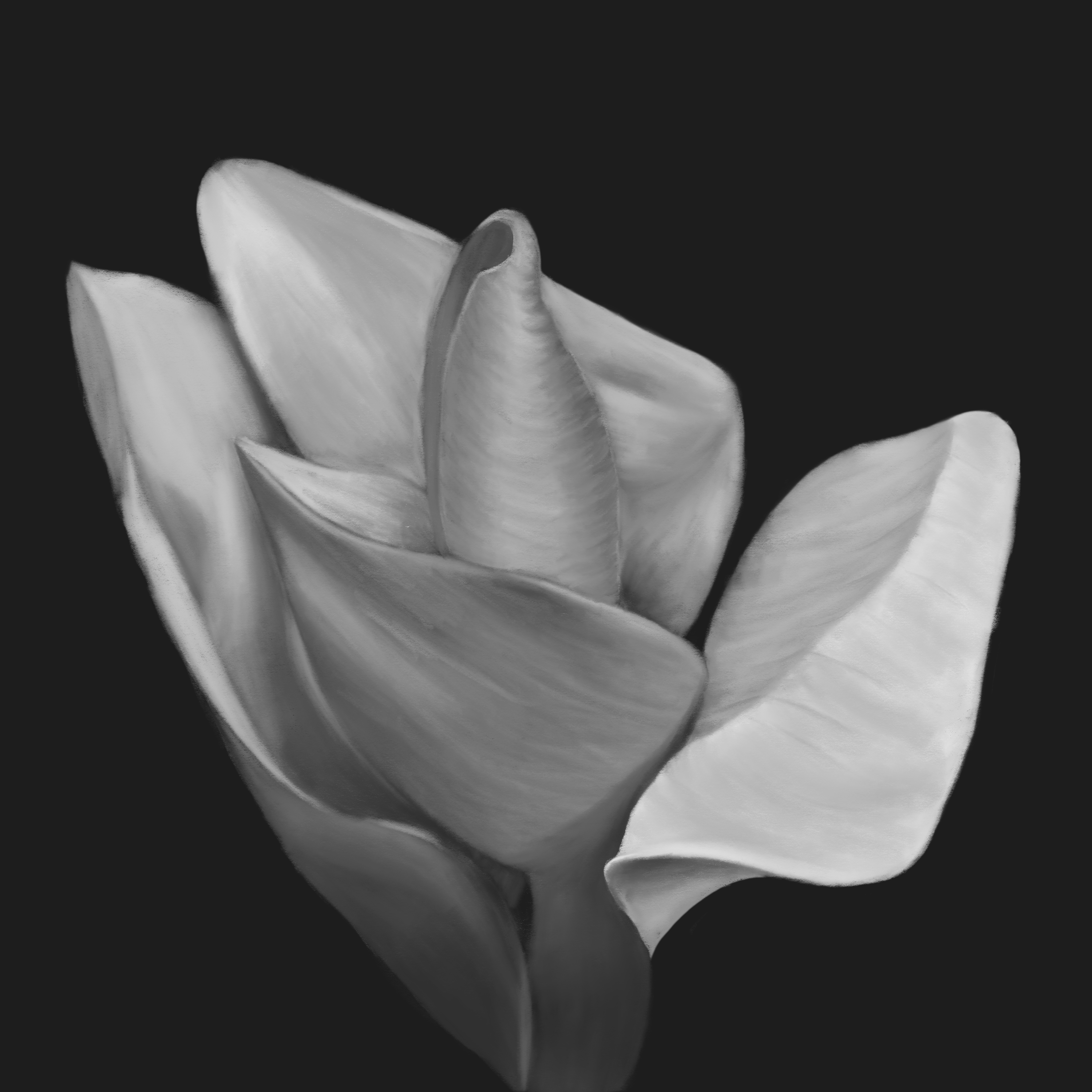 a magnolia