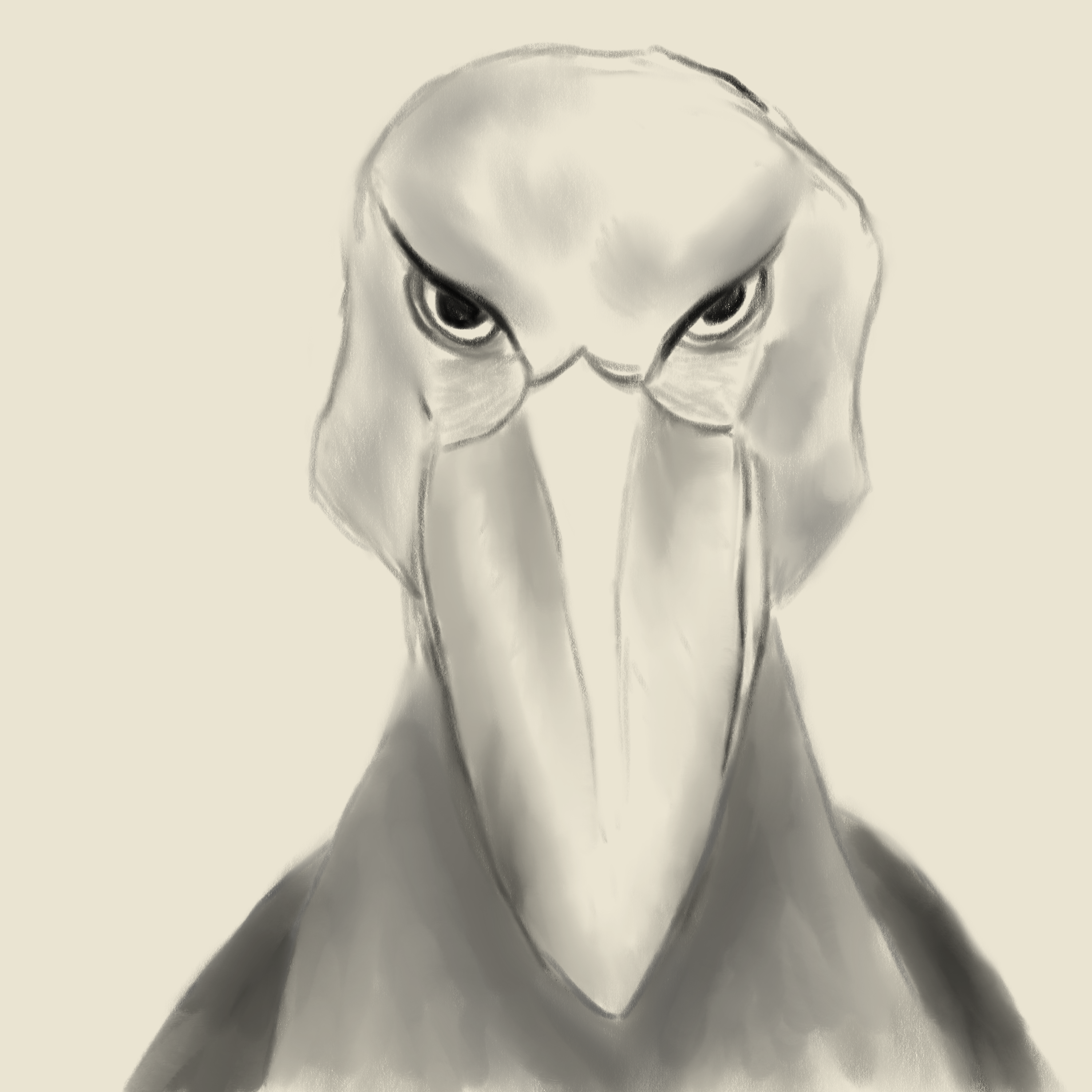 a shoebill