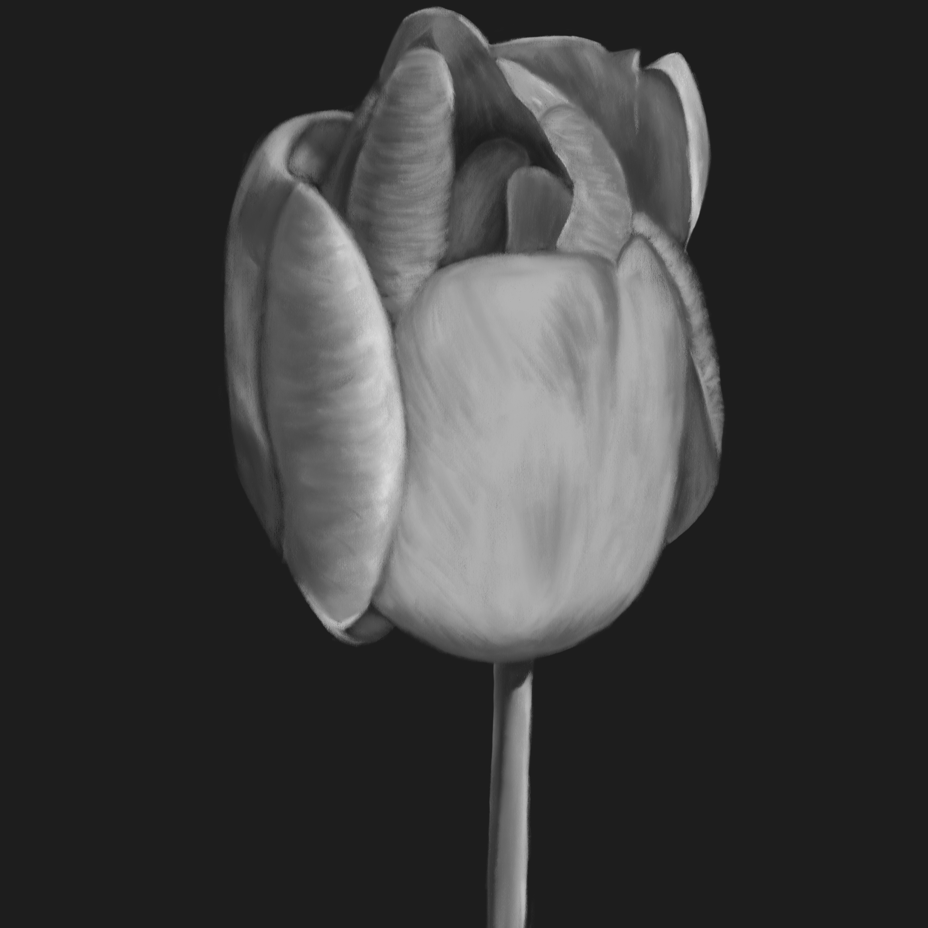 a tulip