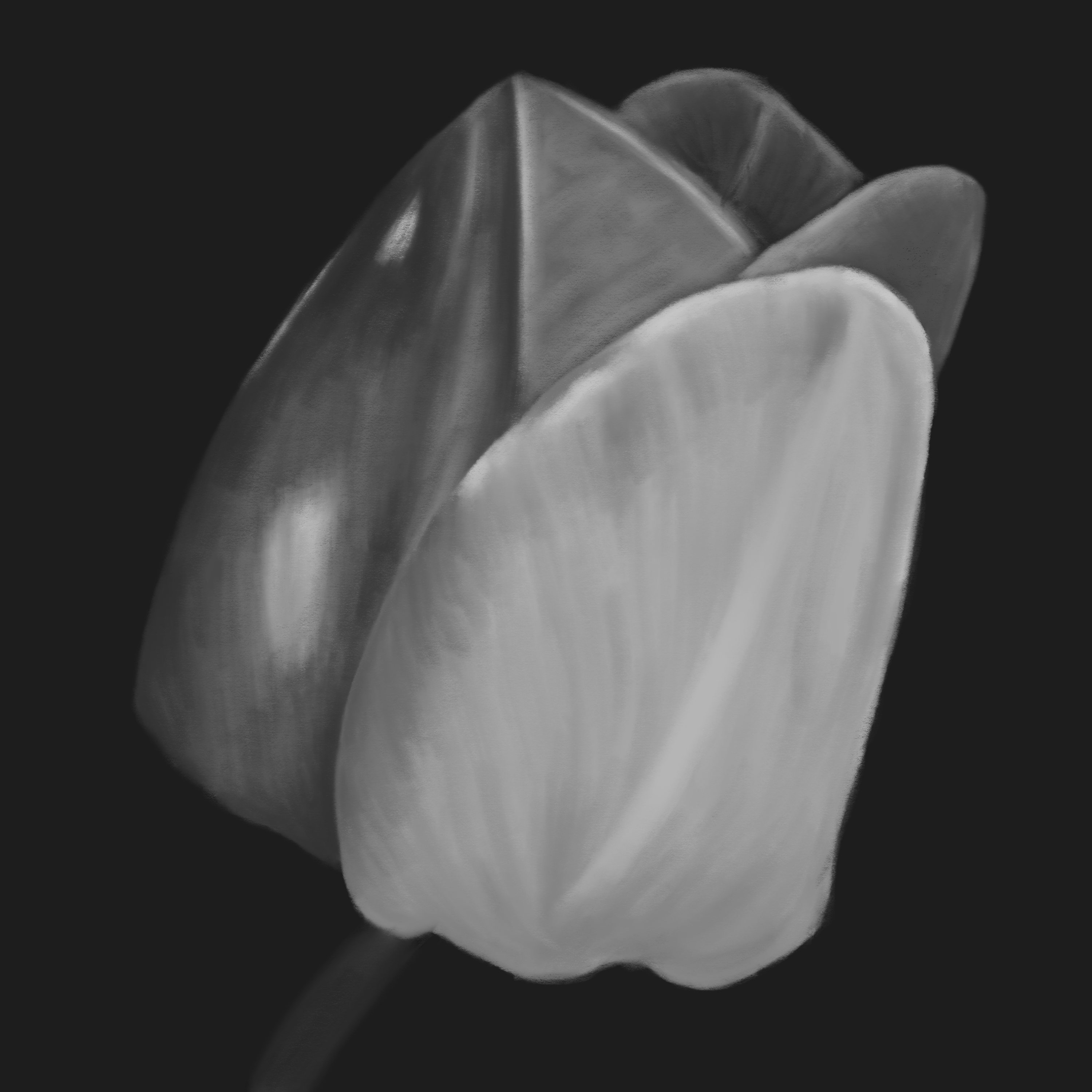 a tulip